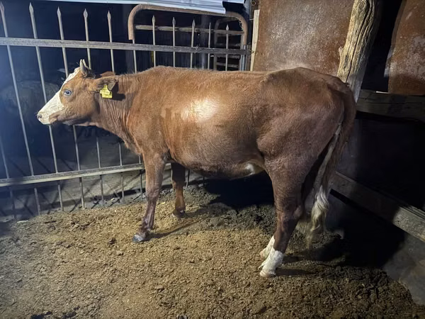 Cow, Simmental cattle — Kazakhstan