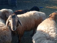 ভেড়ার পাঁঠা, Arashan sheep — ছবি 1