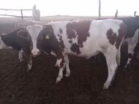گاو ماده, Latvian Blue cattle — عکس 4