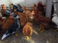 Chickens — عکس 1