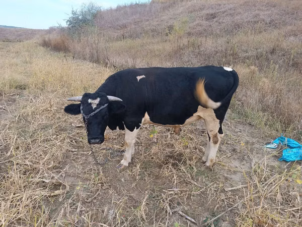 Bull, Cattle — Moldova