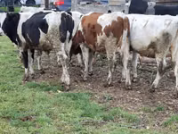 Sapi, Simmental cattle — foto 5