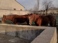 Horse (M), Horses — photo 2