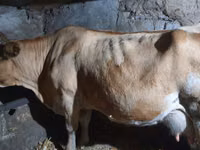 Cow, Simmental cattle — photo 1
