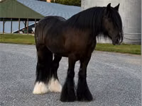 Horse (M), Gypsy horse — photo 7