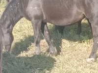 Mare, Horse breed — photo 5