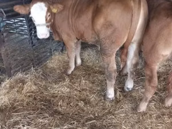 Bull, Simmental cattle — Hungary
