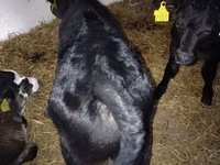 Cattle (batch, sex not specified), Cattle — photo 4