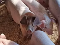 Pigs (batch, sex not specified), Pigs — photo 8