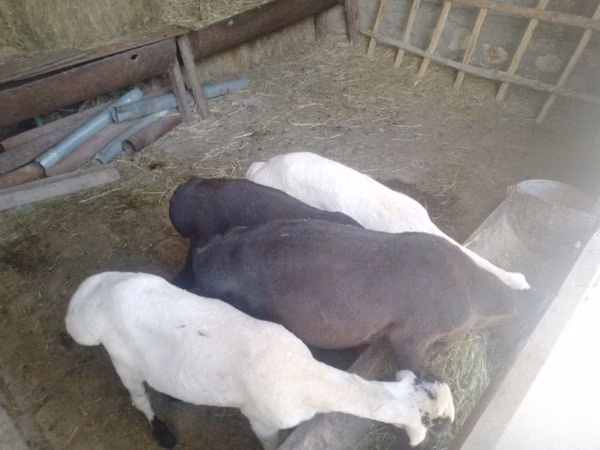 Ram, Sheep — Uzbekistan