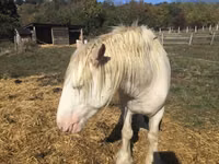اسب نر, Gypsy horse — عکس 5