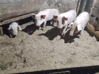 Pigs (batch, sex not specified) — photo 1