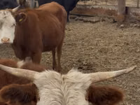 Dibi, Simmental cattle — sawirka 2