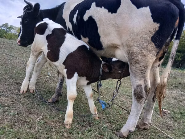 Cow, Russian Black pied cattle — Moldova