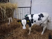 Toro, Russian Black pied cattle — foto 4