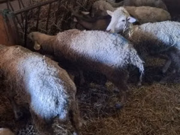 Sheep, Sheep — Hungary