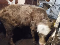 Cattle (batch, sex not specified), Cattle — photo 7
