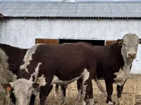 Býk, Kazachská bílá hlava kráva — foto 4