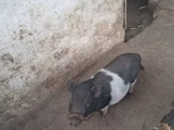 خوک ماده, 