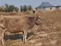 Sigir, Latvian Blue cattle — 3-rasm