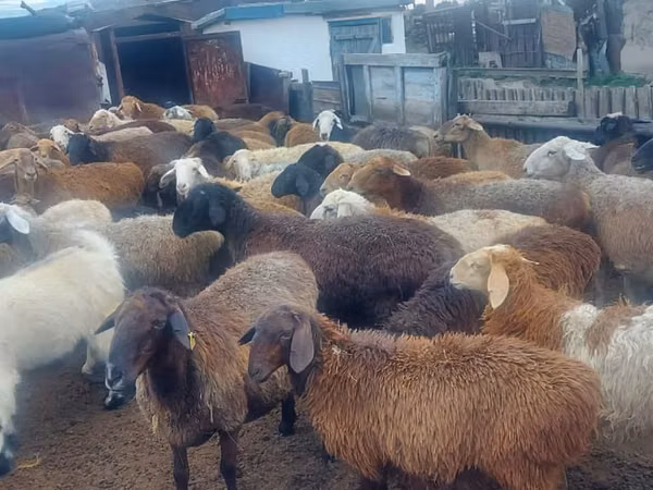 Ram, Sheep — Kazakhstan