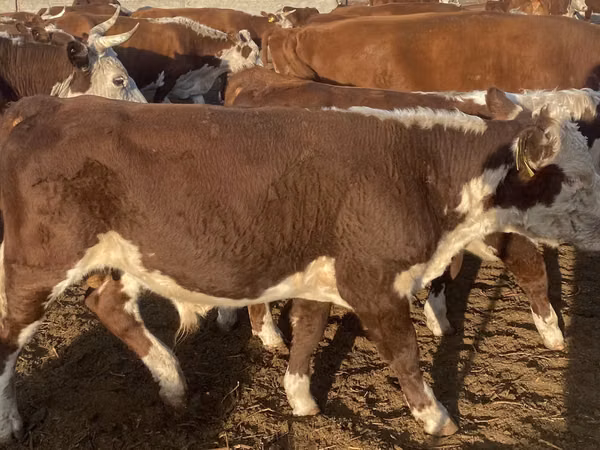 Cow, Latvian Blue cattle — Kazakhstan