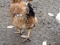 gallina danesa — foto 6