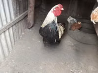 Chickens — foto 2