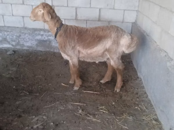 Kambing jantan, Arashan sheep