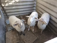 Berbec, Yecheng sheep — foto 1