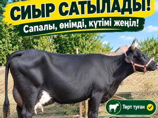 Cow, Cattle — Kazakhstan