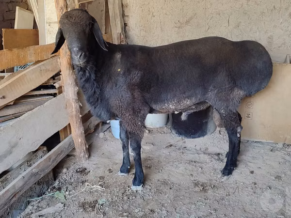 Ram, Sheep — Uzbekistan