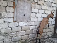 Echki, Italian Alpine goat — 3-rasm