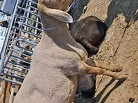 Biri-biri betina, Edilbay sheep — foto 1