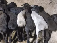 Billy Goat, Goats — photo 4