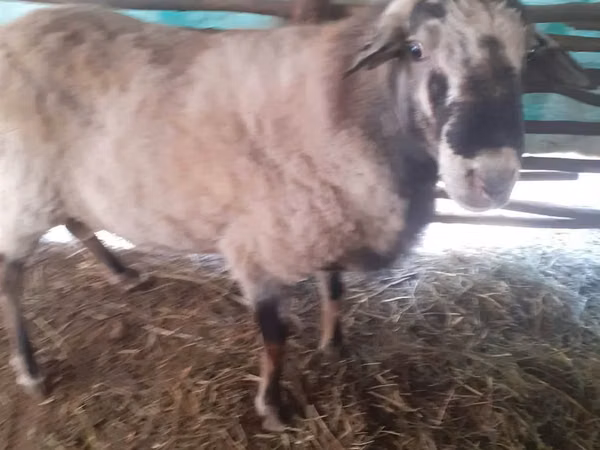 Ram, Assaf sheep — Moldova