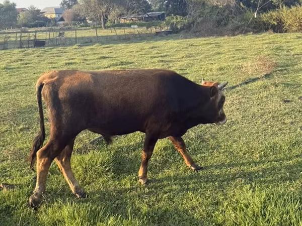 Bull, Cattle — Azerbaijan