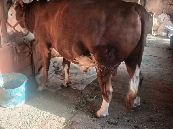 Bull, Cattle — Uzbekistan