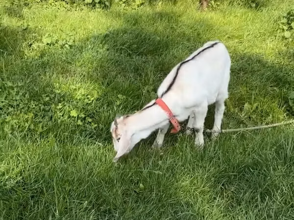 Goat, Goats — Moldova