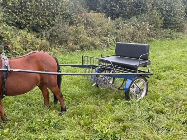 Horse (M), Horses — Moldova