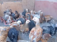 Chickens — foto 6