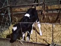 Krowa, Russian Black pied cattle — zdjęcie 1
