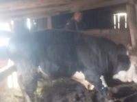 雄牛, Swiss cattle — 写真 1