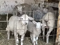 Sheep, Sheep — photo 1