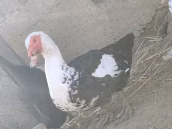 Ducks — Унгария