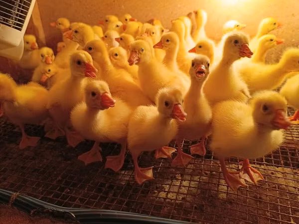 Ducks — جمهوری آذربایجان
