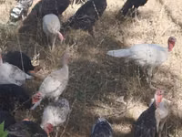 Turkeys — photo 4