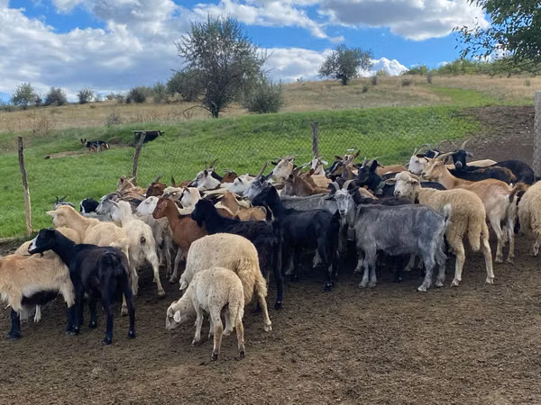 Goat, Goats — Moldova