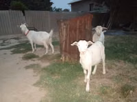 Goat, Goats — photo 1