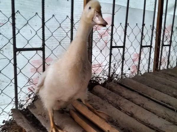 Amerika Pekin